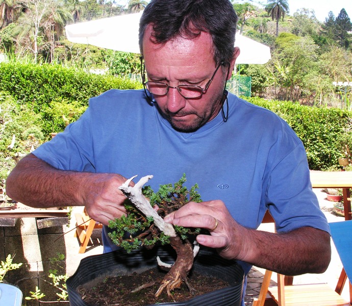 Foto aramando bonsai