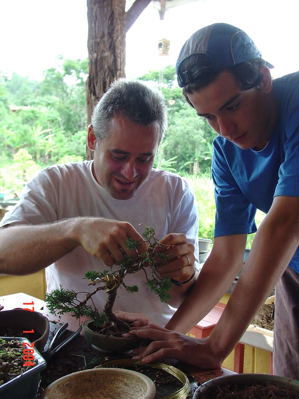 Foto aramando bonsai