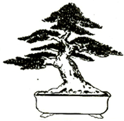 Foto estilo bonsai