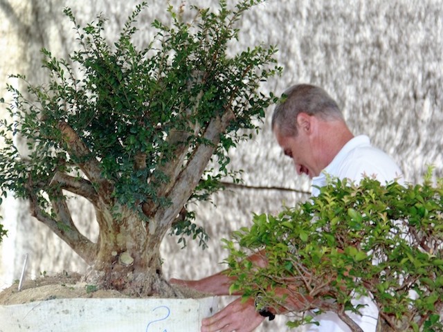 Foto planta sendo podada