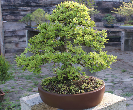 Foto bonsai tomando sol