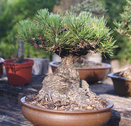 Foto bonsai tomando sol